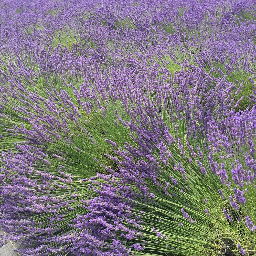 Lavender Dilly Dilly Facial Toner Spray